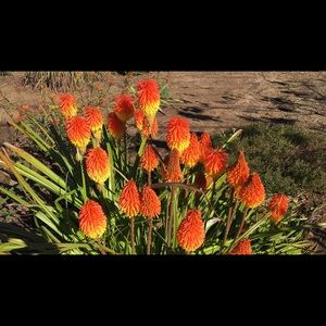 Meet your Posher, Rosie